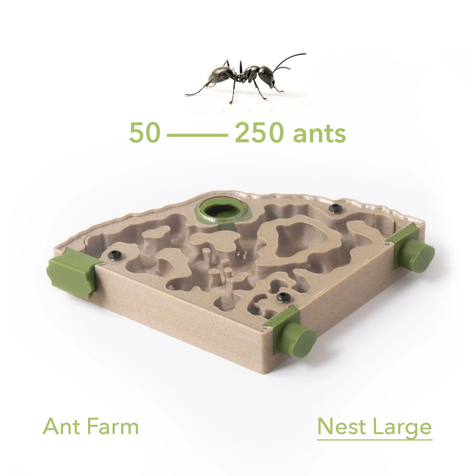 Antkeeping Starter Pack - Image 14