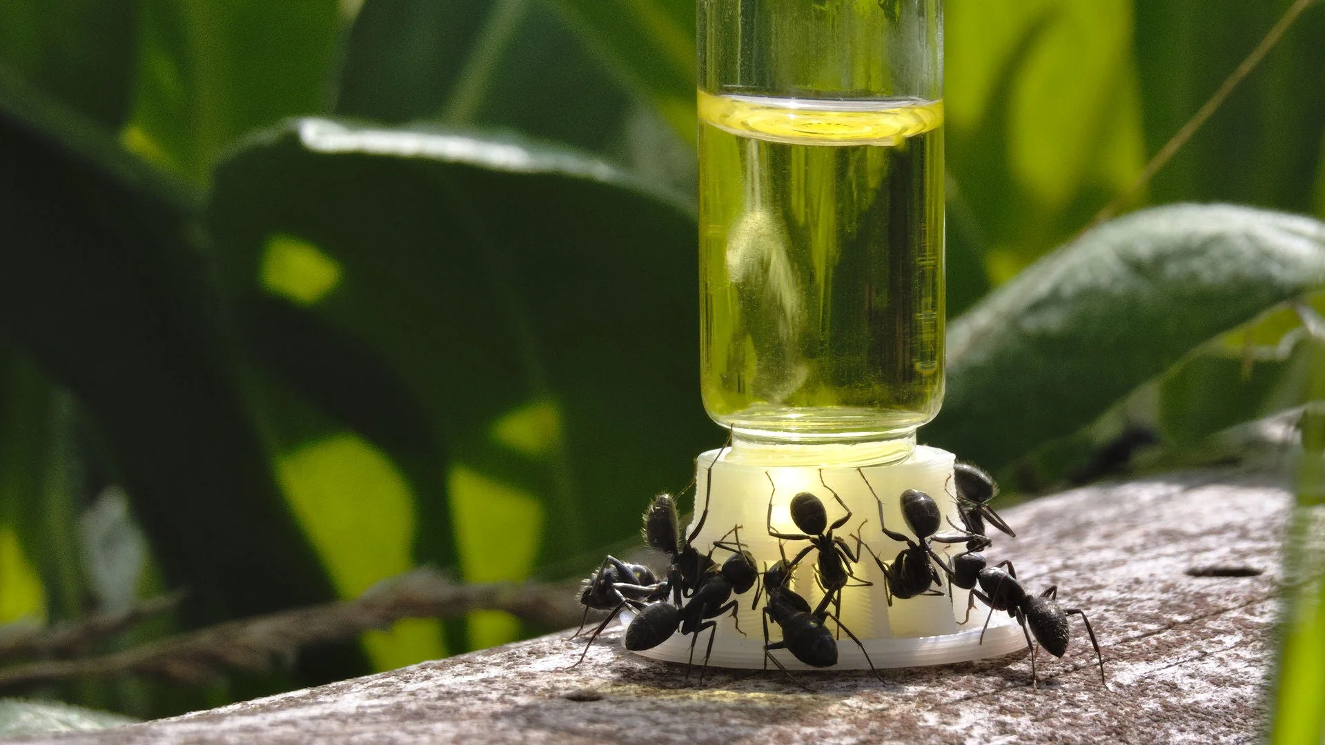 Sunburst Ant Nectar (60 ml) - Image 3